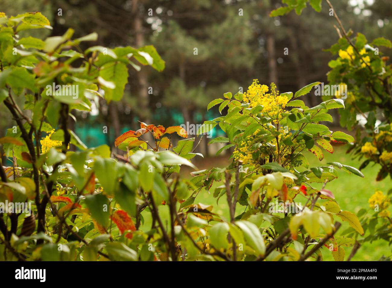 Mahonia aquifolium, Trauben-Mhonia oder Holly-Leaf-Berbeerblüte im Garten. Ziermittel immergrüne Mhonia aquifolium mit gelben Blüten Stockfoto