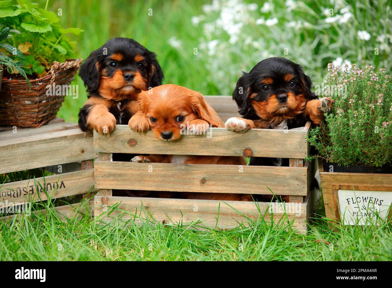 Kavalier König Charles Spaniel, Welpen, schwarz-braun und Rubin, 6 Wochen Stockfoto