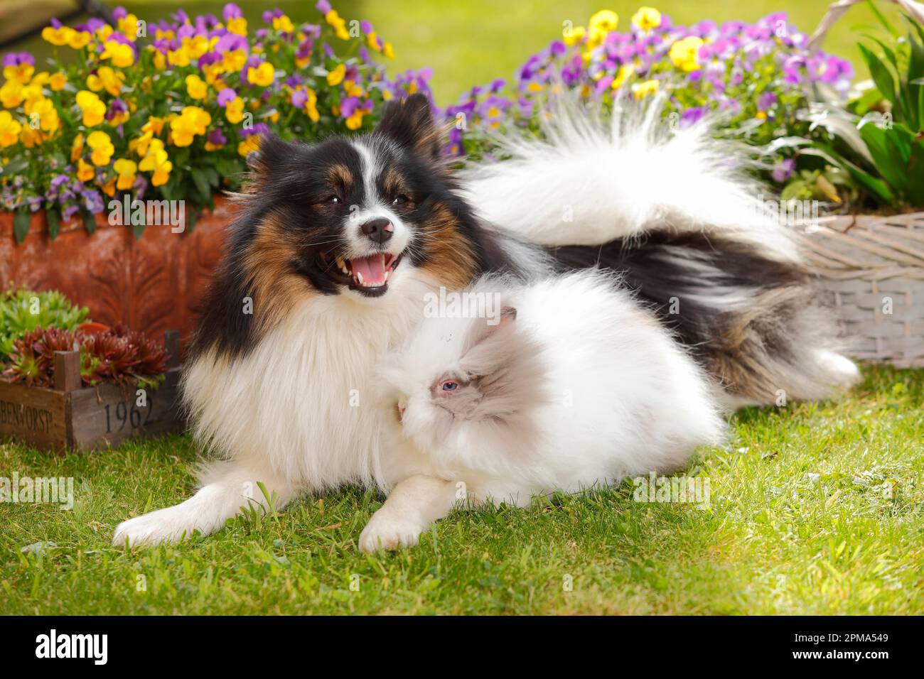 Mischhund und Teddyzwerg-Kaninchen Stockfoto