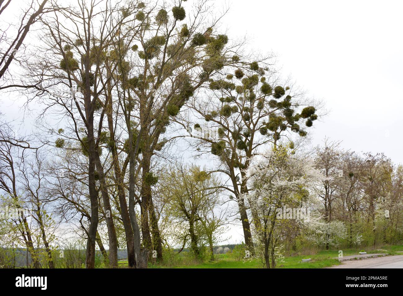 In der Natur parasitieren Mistelzweige (Viscum Album) auf dem Baum Stockfoto