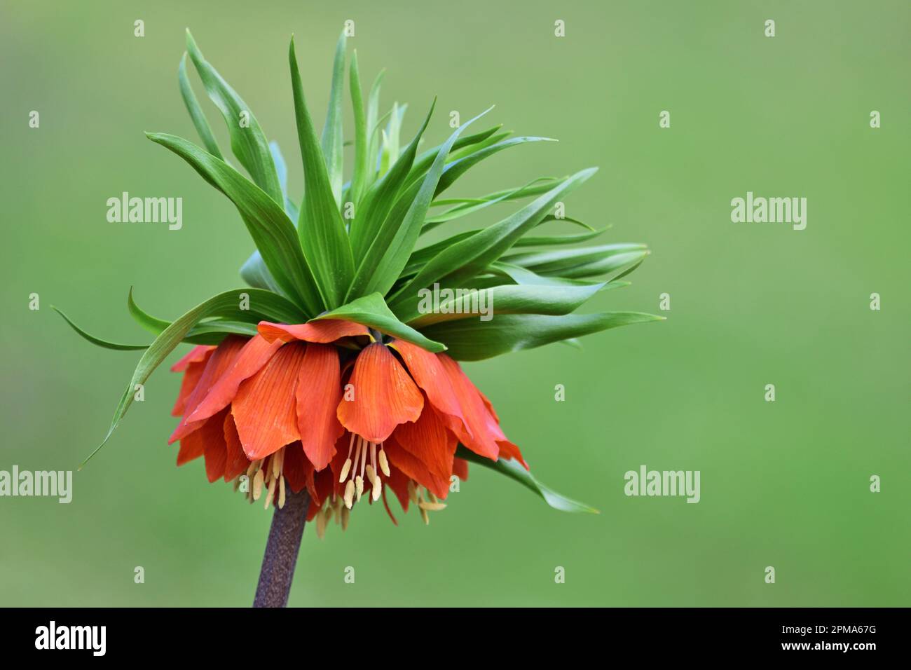 Fritillaria imperialis, der Kronenimperium Stockfoto