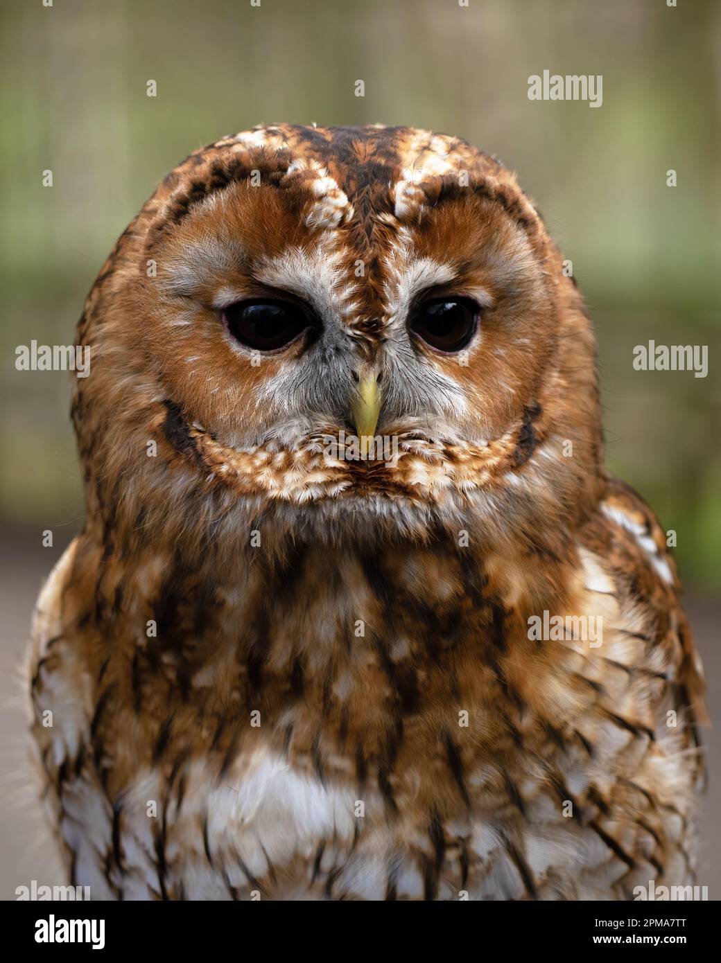 Porträt eines Tawny Owl-Strix aluco. Stockfoto