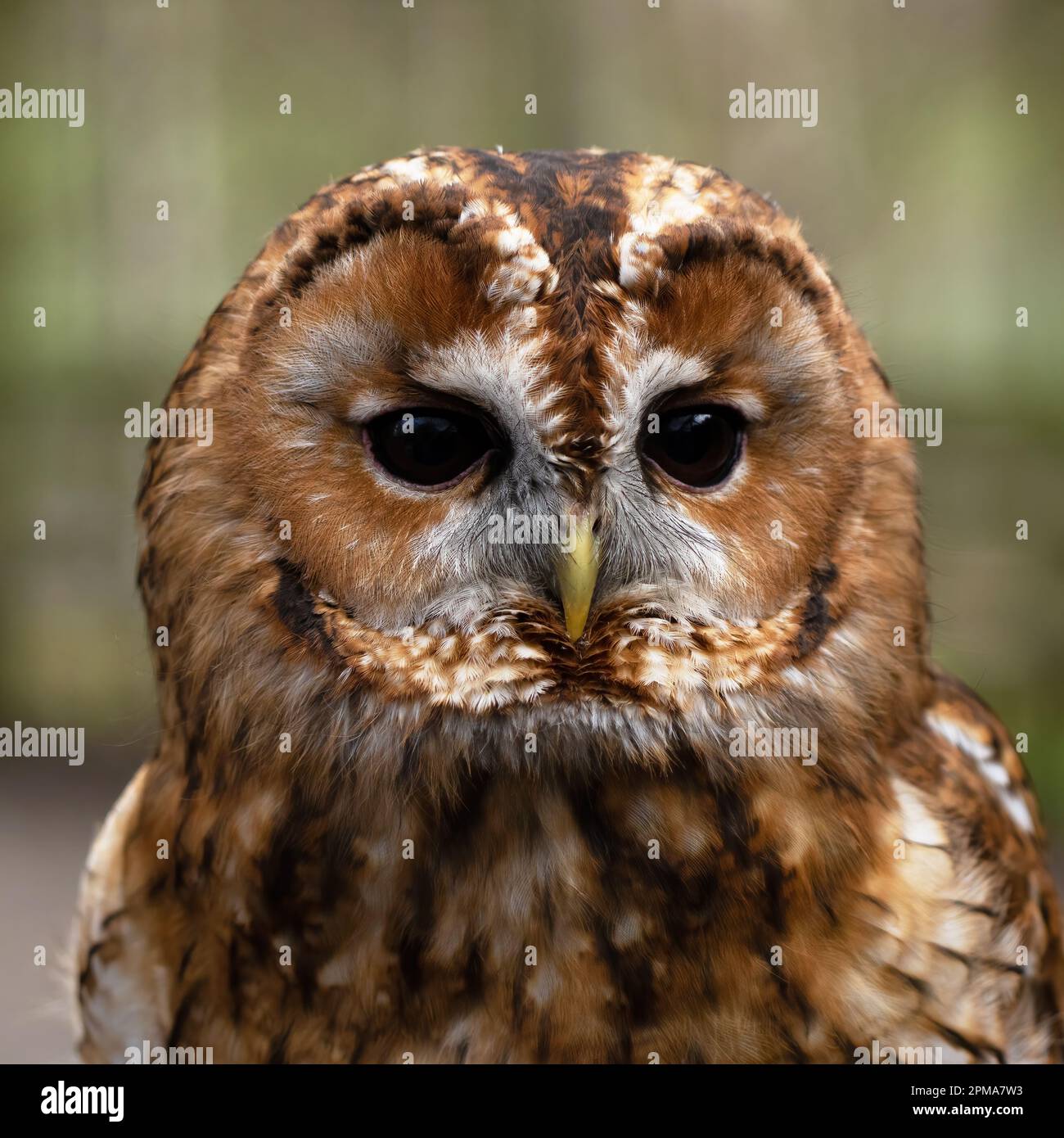 Porträt eines Tawny Owl-Strix aluco. Stockfoto