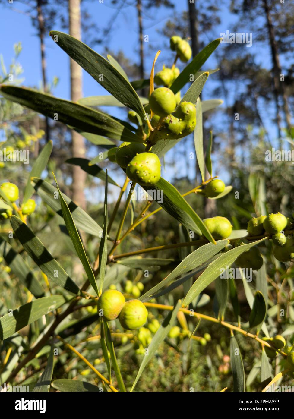 Gallenbildung an Blütenknospen einer Acacia Longifolia durch das Insekt Trichilogaster acacacaciaelongifoliae. Stockfoto