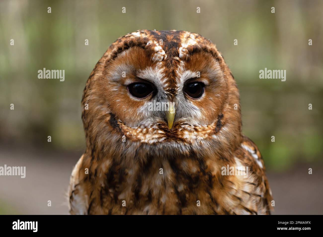 Porträt eines Tawny Owl-Strix aluco. Stockfoto