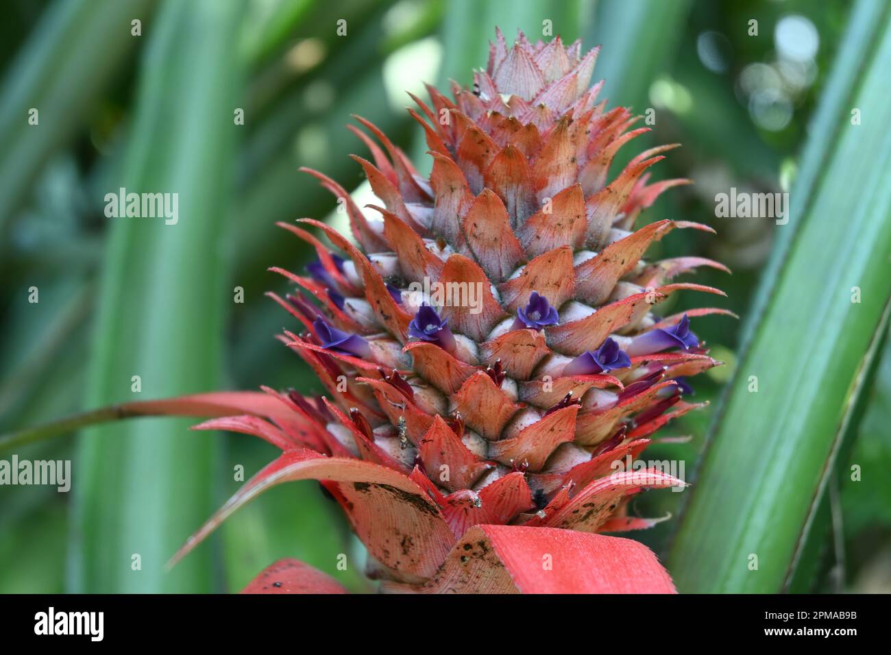 Nahaufnahme einer jungen Ananasfrucht (Ananas comosus) mit blühenden violetten einzelnen Blumen Stockfoto