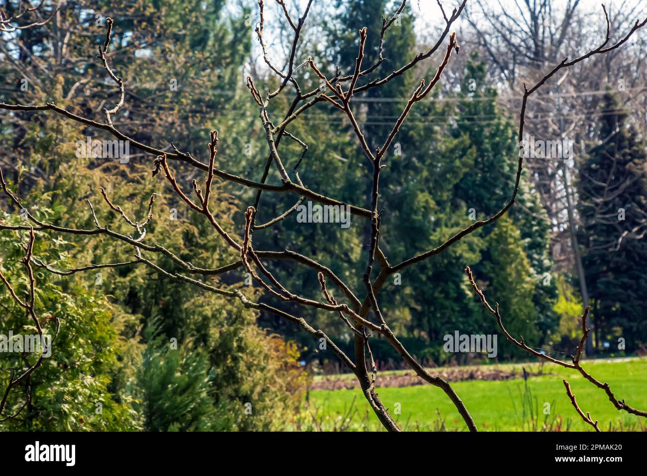 Zweige mit Knospen des Staghornsumpfs im Frühling im Garten. Stockfoto Zweige mit Knospen des Staghornsumpfs im Frühling im Garten. Stockfoto