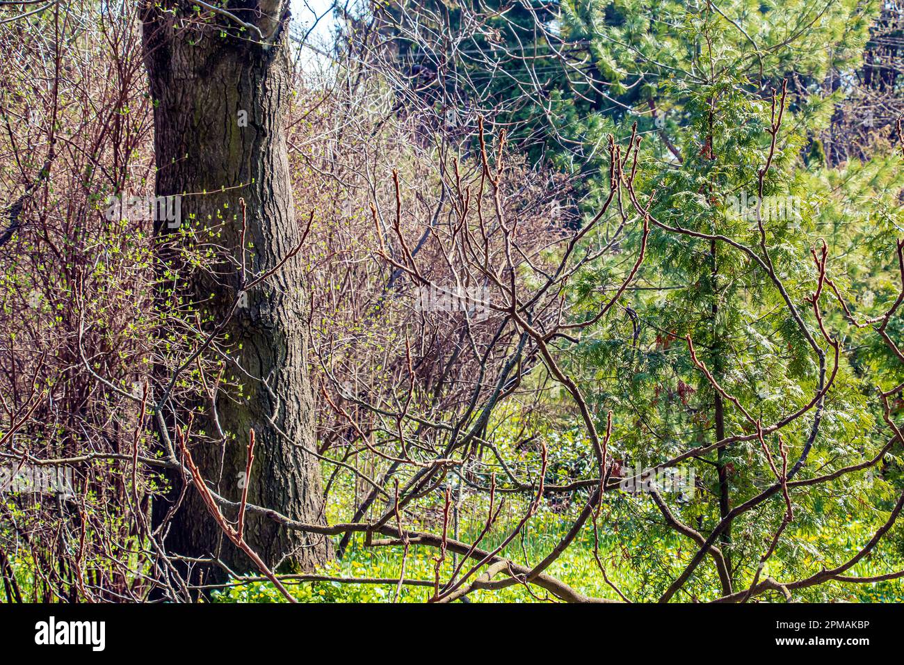 Zweige mit Knospen des Staghornsumpfs im Frühling im Garten. Stockfoto Zweige mit Knospen des Staghornsumpfs im Frühling im Garten. Stockfoto