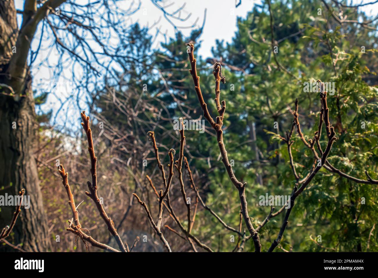 Zweige mit Knospen des Staghornsumpfs im Frühling im Garten. Stockfoto Zweige mit Knospen des Staghornsumpfs im Frühling im Garten. Stockfoto