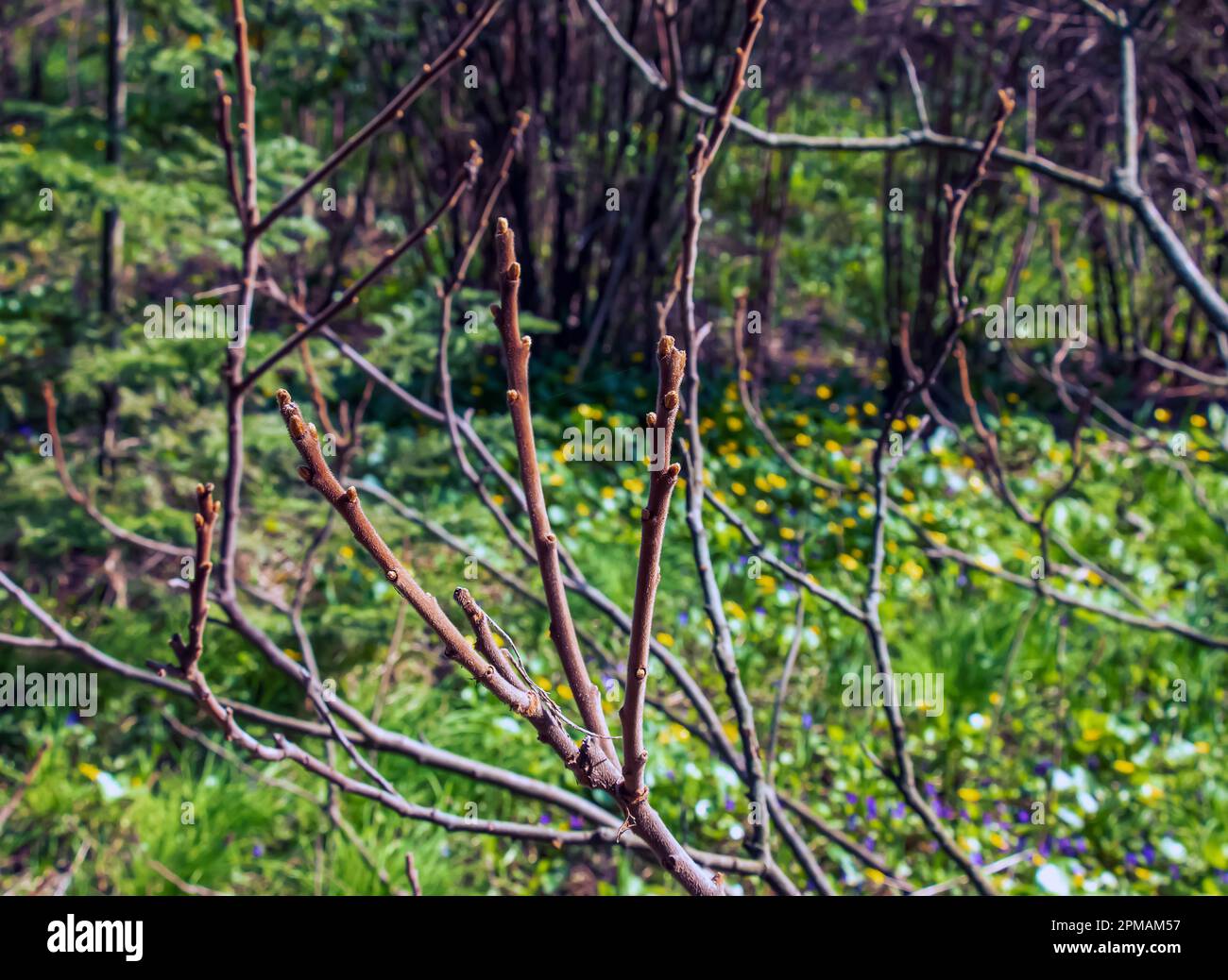 Zweige mit Knospen des Staghornsumpfs im Frühling im Garten. Stockfoto Zweige mit Knospen des Staghornsumpfs im Frühling im Garten. Stockfoto