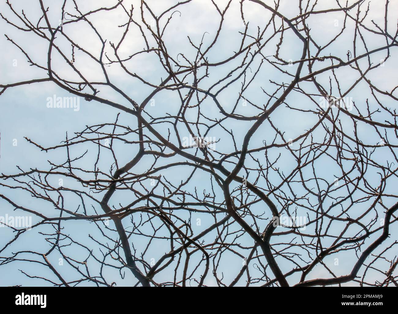 Zweige mit Knospen des Staghornsumpfs im Frühling im Garten. Stockfoto Zweige mit Knospen des Staghornsumpfs im Frühling im Garten. Stockfoto