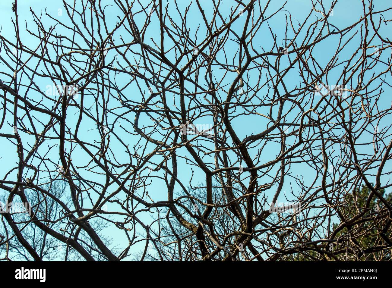 Zweige mit Knospen des Staghornsumpfs im Frühling im Garten. Stockfoto Zweige mit Knospen des Staghornsumpfs im Frühling im Garten. Stockfoto