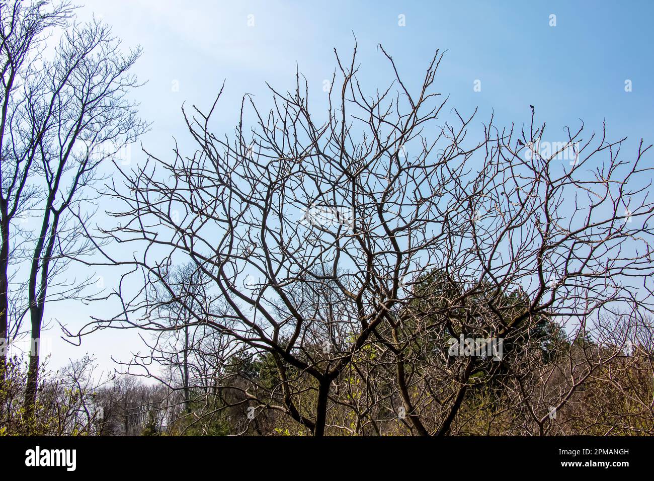 Zweige mit Knospen des Staghornsumpfs im Frühling im Garten. Stockfoto Zweige mit Knospen des Staghornsumpfs im Frühling im Garten. Stockfoto