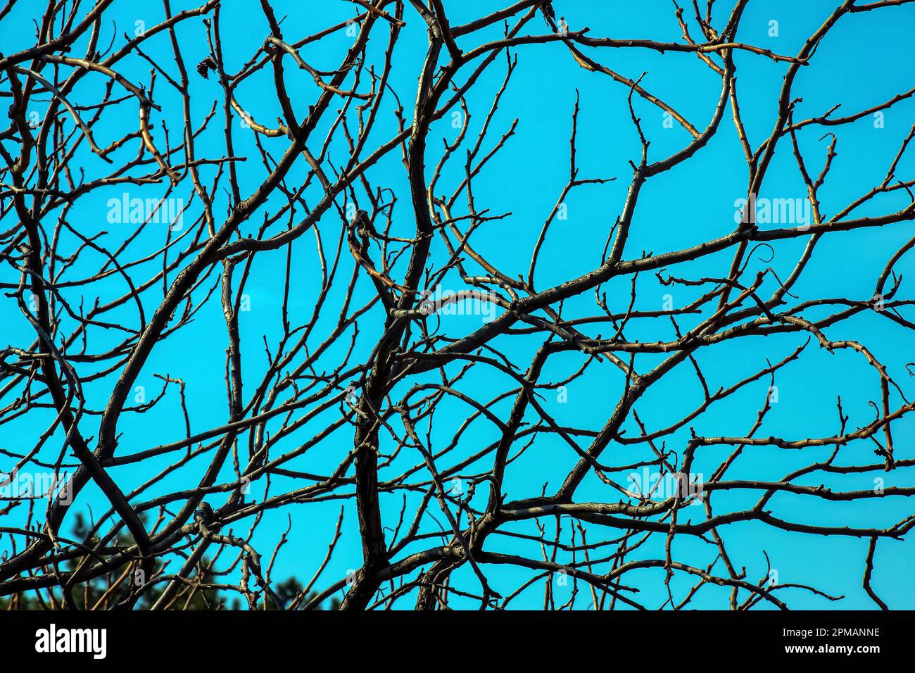 Zweige mit Knospen des Staghornsumpfs im Frühling im Garten. Stockfoto Zweige mit Knospen des Staghornsumpfs im Frühling im Garten. Stockfoto
