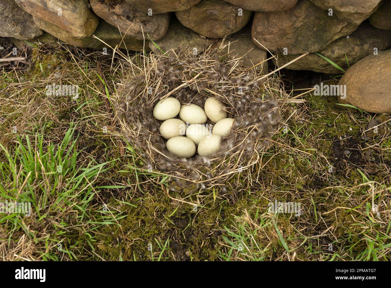 Mallard-Entennest mit trockenem Gras und Daunenfedern und 8 Eiern gefüllt. Das Nest wurde in der Nähe einer Straße in den Yorkshire Dales w aufgestellt Stockfoto