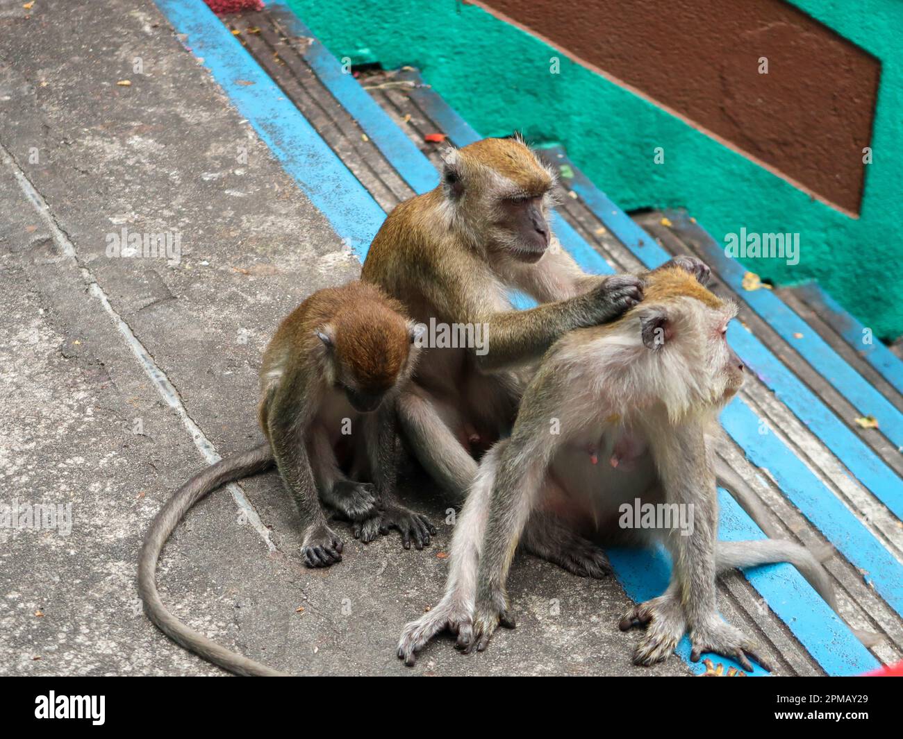 Affe sitzt in der Batu-Höhle, hindu-Tempel in Kuala Lumpur, Malaysia Stockfoto