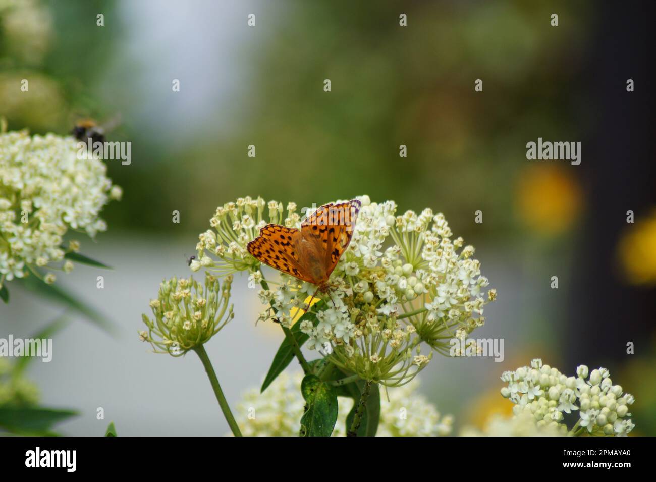 Schmetterlingsherr-Mantel, der sich auf weißen Blumen sonnt Stockfoto