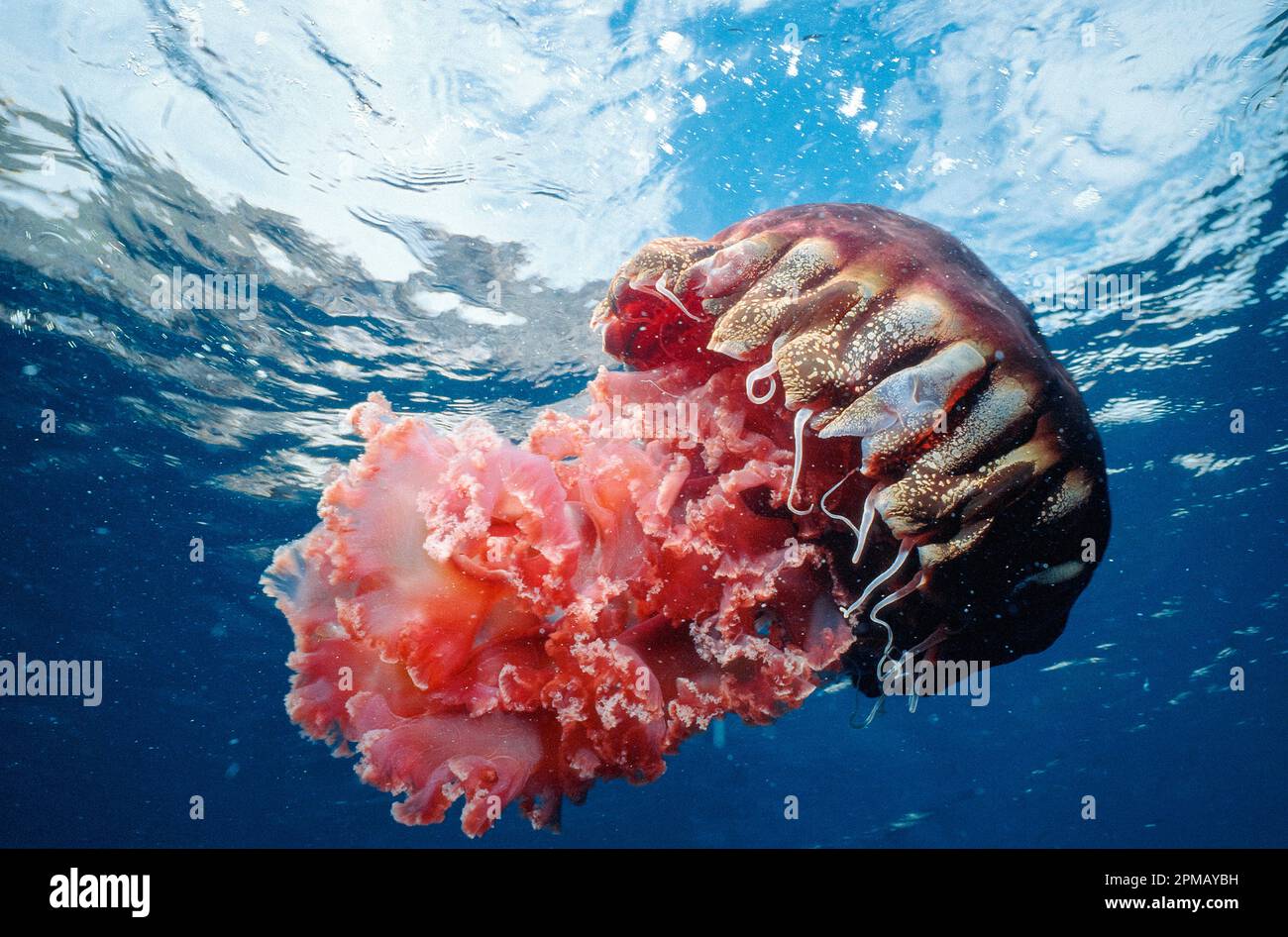 Schwarze Quallen, Chrysaora achlyos, Los Coronados, Baja California, Mexiko, Pazifik Stockfoto