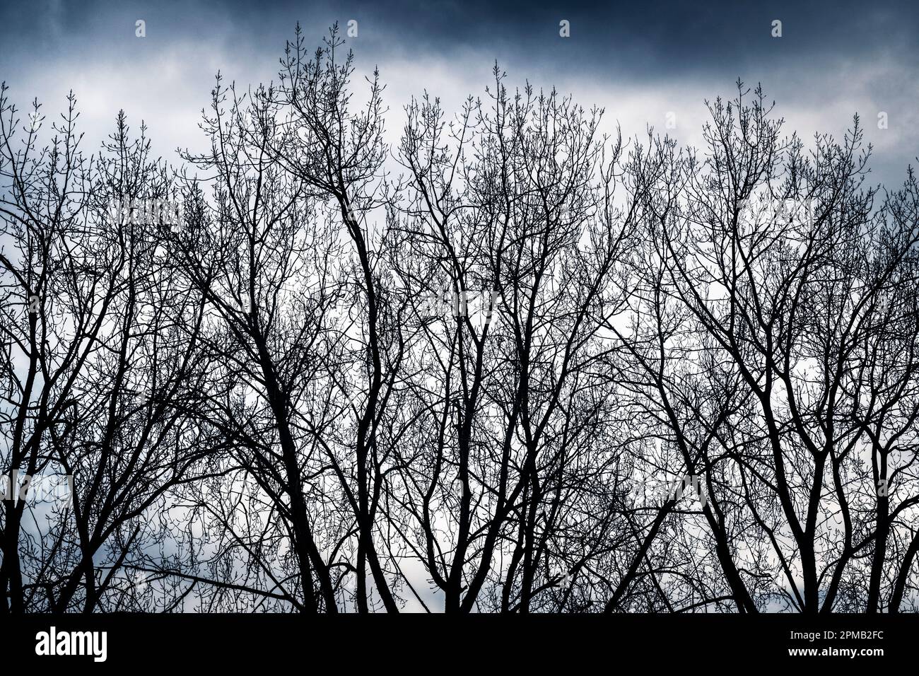 Die Zweige von Bäumen, die vor einem winterlichen Himmel stehen. Stockfoto