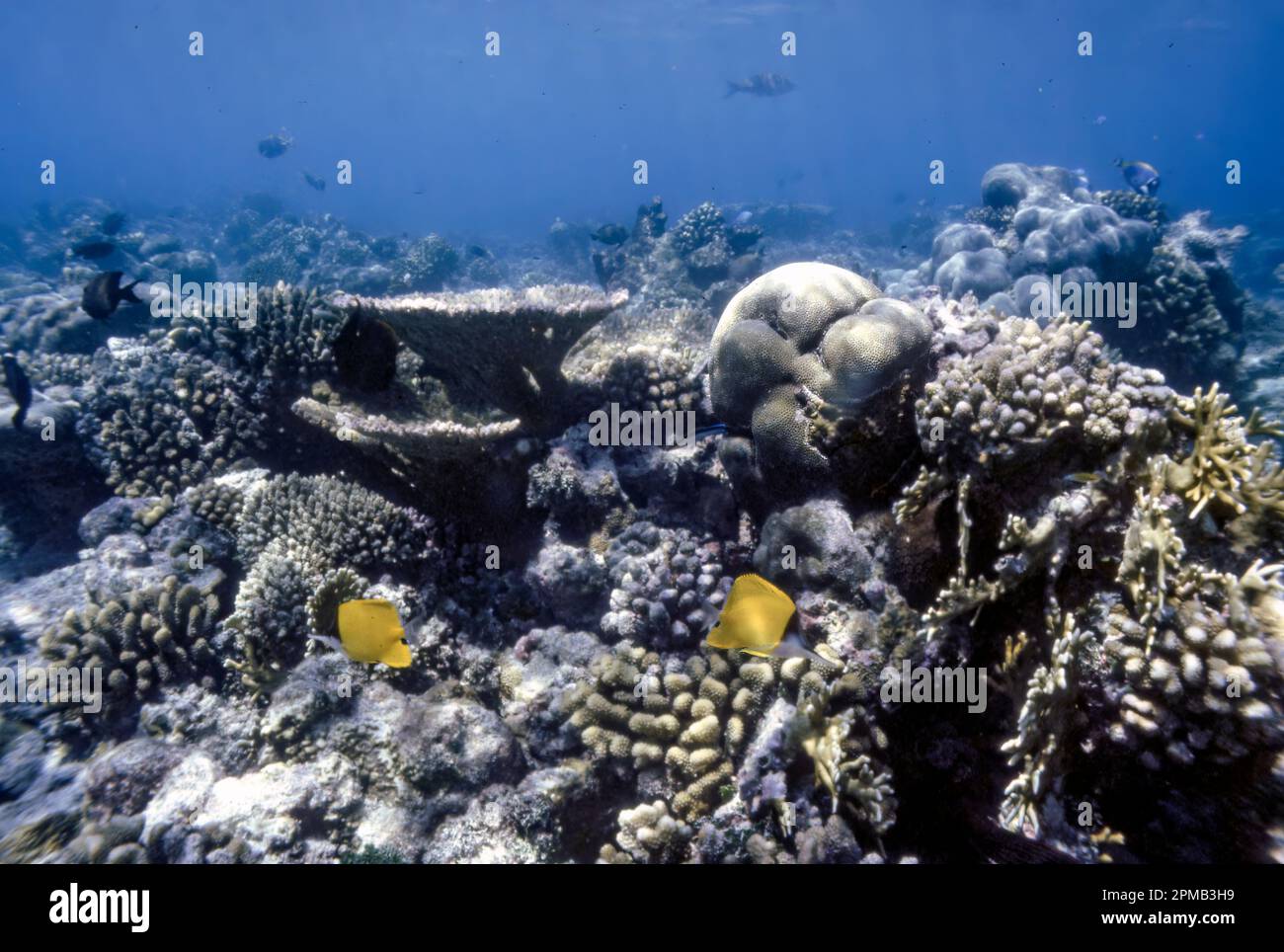Flaches Riff rund um die kleine Insel Kurumba, die Malediven im Jahr 1980, als das Korallenwachstum völlig unberührt blieb. Stockfoto