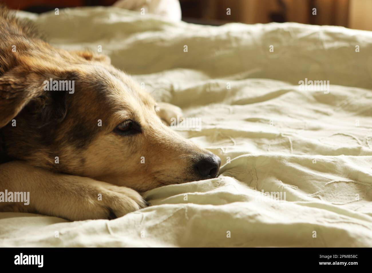 Nahaufnahme eines Husky Labrador Hundes, der auf einem Bett liegt Stockfoto