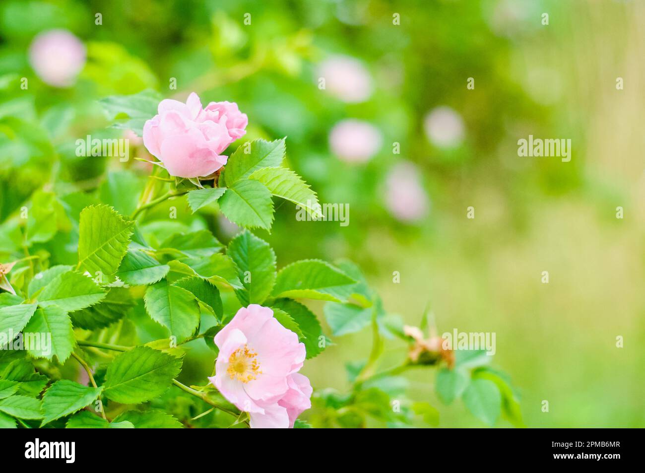 Wilde Rose (Rosa canina) mit offenen Blütenblättern im Sommer. Morgenspaziergang in der Wildnis. Hintergrund. Stockfoto