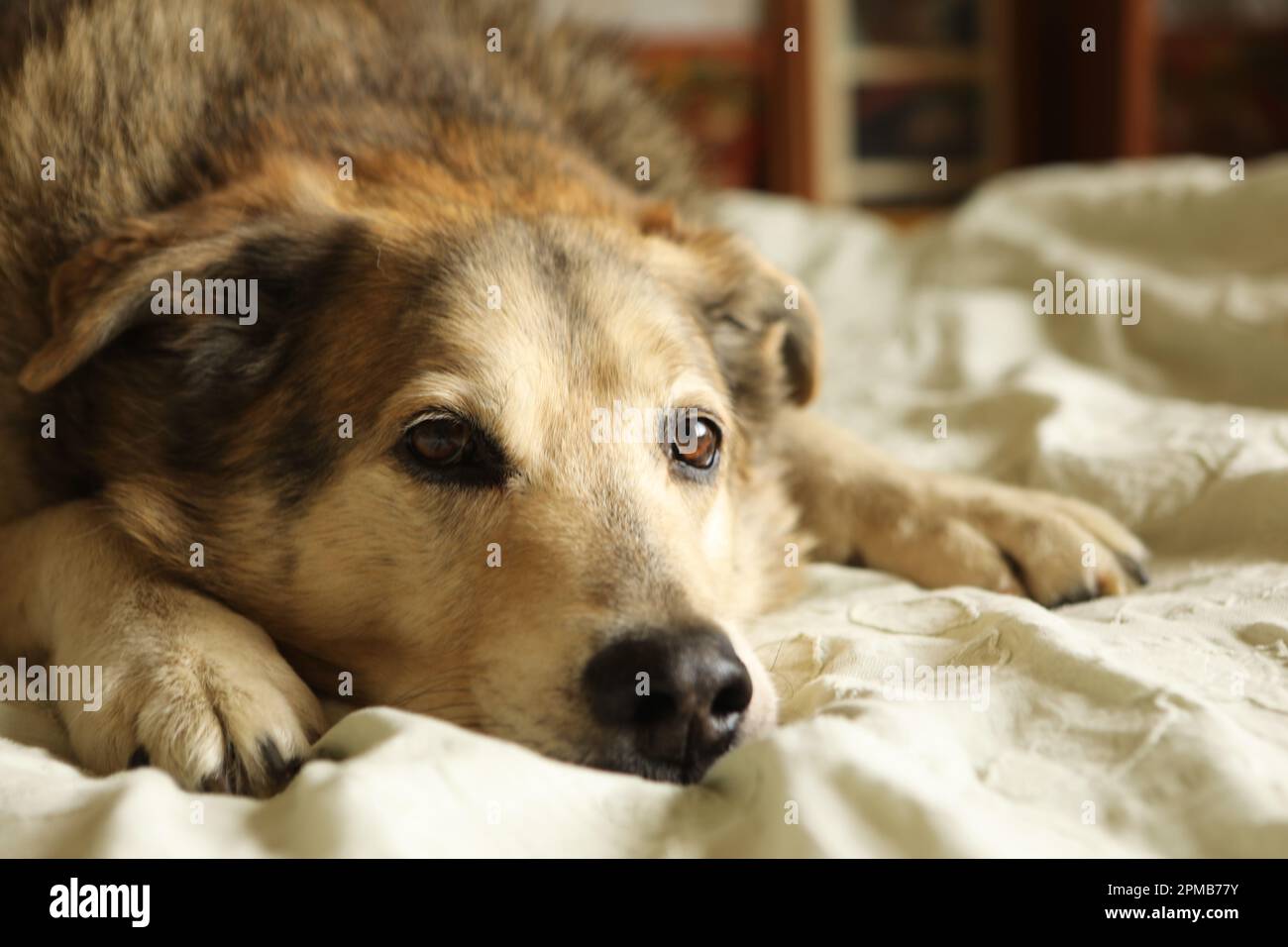 Nahaufnahme eines Husky Labrador Hundes, der auf einem Bett liegt Stockfoto