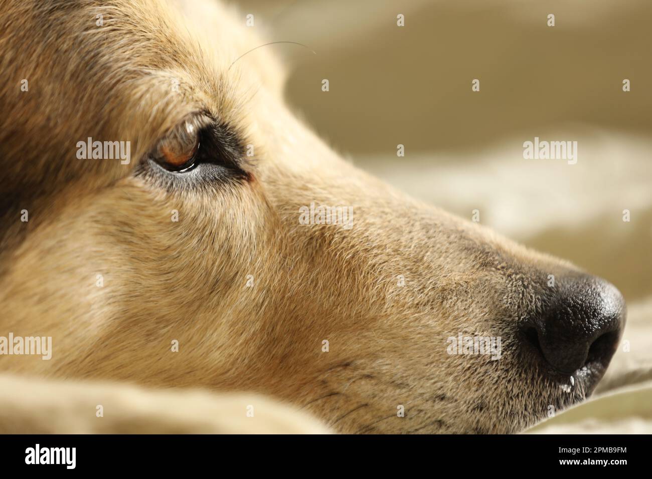 Nahaufnahme eines Husky Labrador Hundes, der auf einem Bett liegt Stockfoto