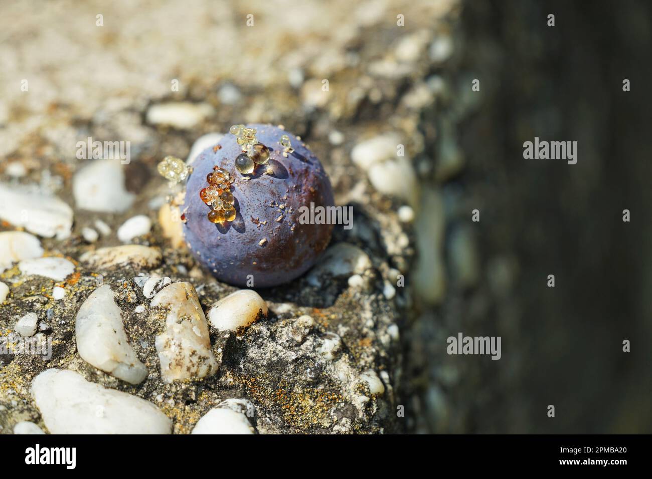 Pflaumenbaum trockene Früchte Früchte, Lebensmittelabfälle, trockene Früchte an einer Wand in der Sonne farbenfrohe Umgebung. Pflaume Pfaumenbaum Frucht Obst Herbst Stockfoto