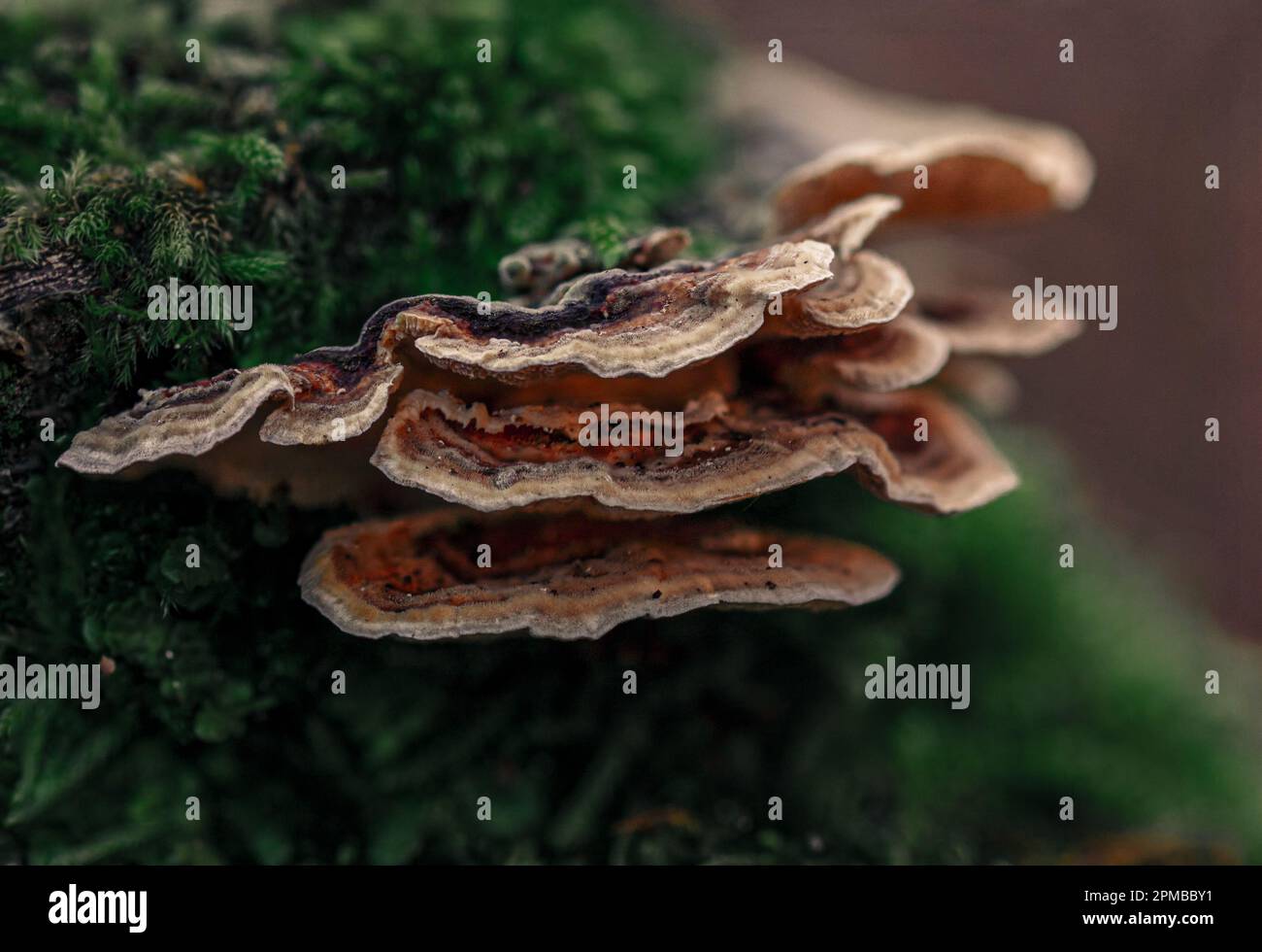 Baumpilze mit Moos Stockfoto