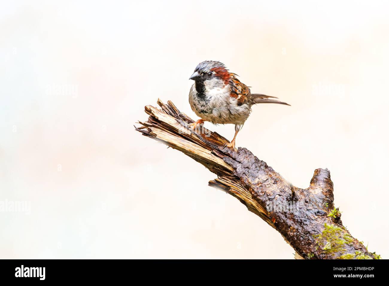 Nahaufnahme eines regengetränkten House Sparrow, Passer domesticus, hoch oben auf einem Ast mit klitzekleinem Gefieder mit Blick auf einen verschwommenen gelblichen Hintern Stockfoto