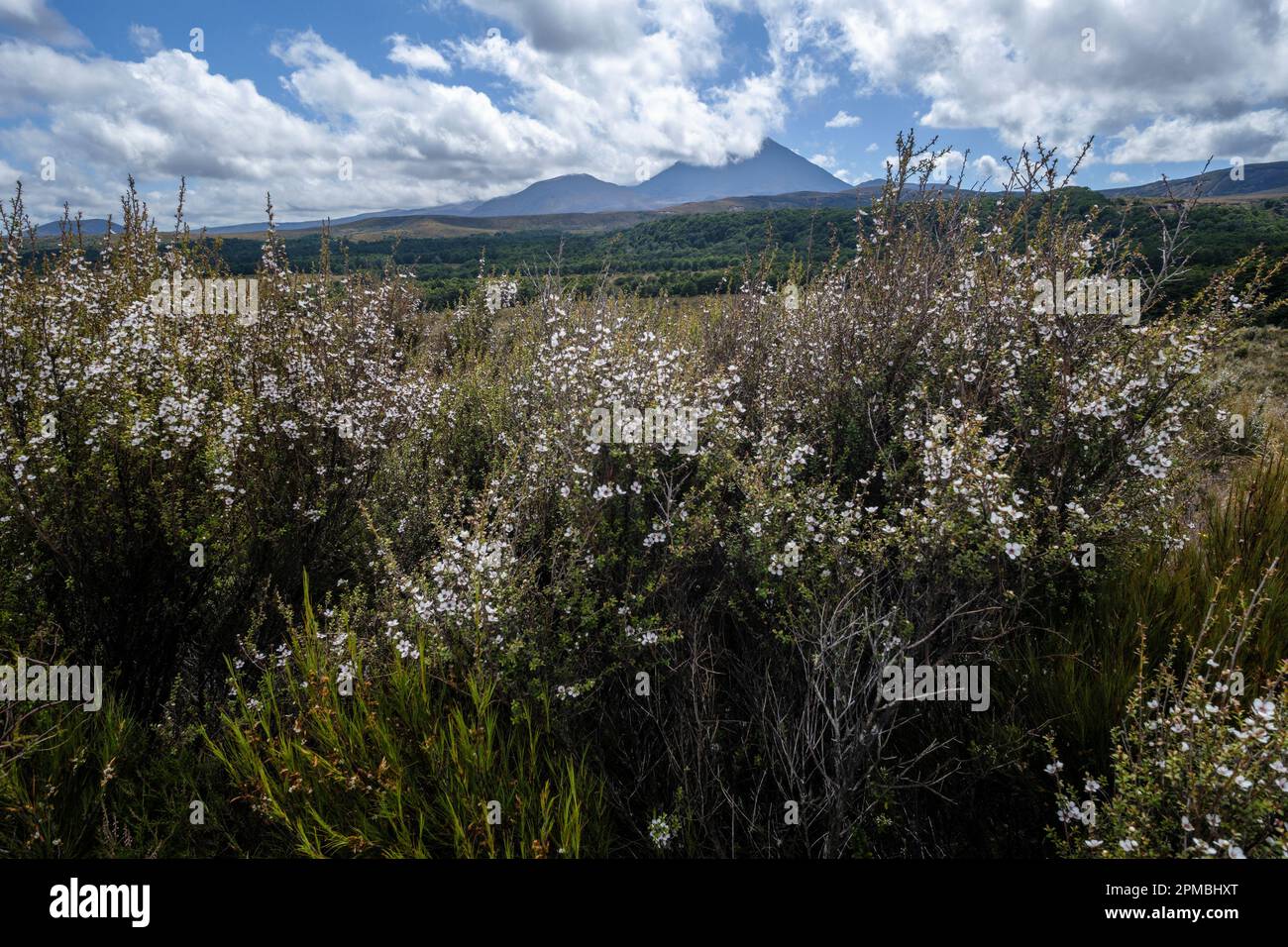 Manuka in Blume im Tongariro-Nationalpark, Nordinsel, Neuseeland Stockfoto