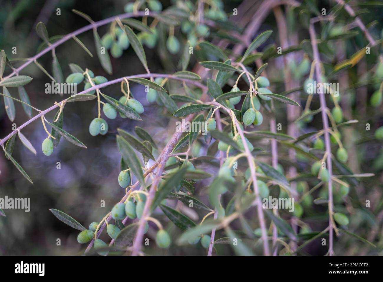 Olive Branch mit Oliven aus Mallorca Stockfoto