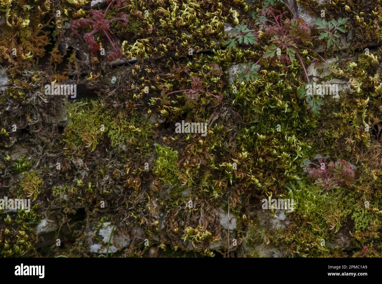 Verschiedene Farben und Typen von Moos und Flechten auf einer alten Steinwand, die einen Hintergrund bildet Stockfoto