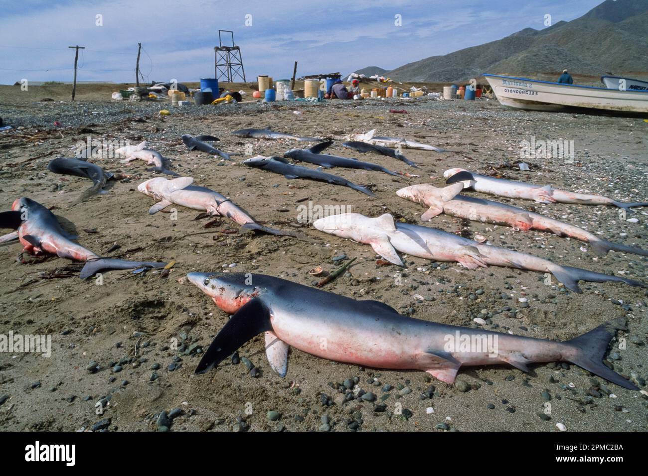 Haifischflossen-Camp, Blauhaie, Prionace glauca, Magdalena Bay, Baja California, Mexiko, Pazifik Stockfoto