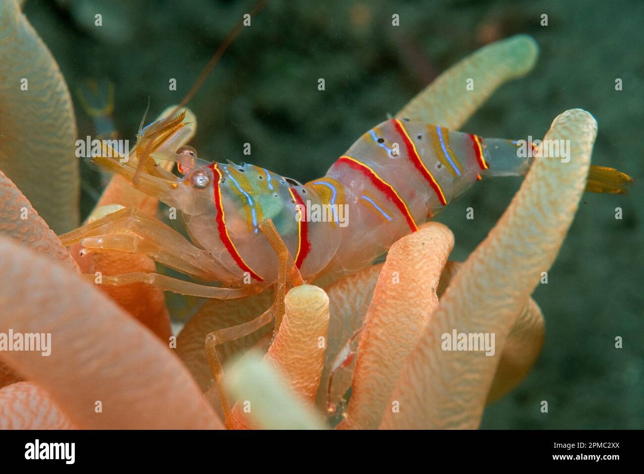 Candy Stripe Shrimp, Lebbeus grandimanus, mit Anemone ( Cribinopsis sp. ), Kodiak Island, Alaska, Pazifik Stockfoto