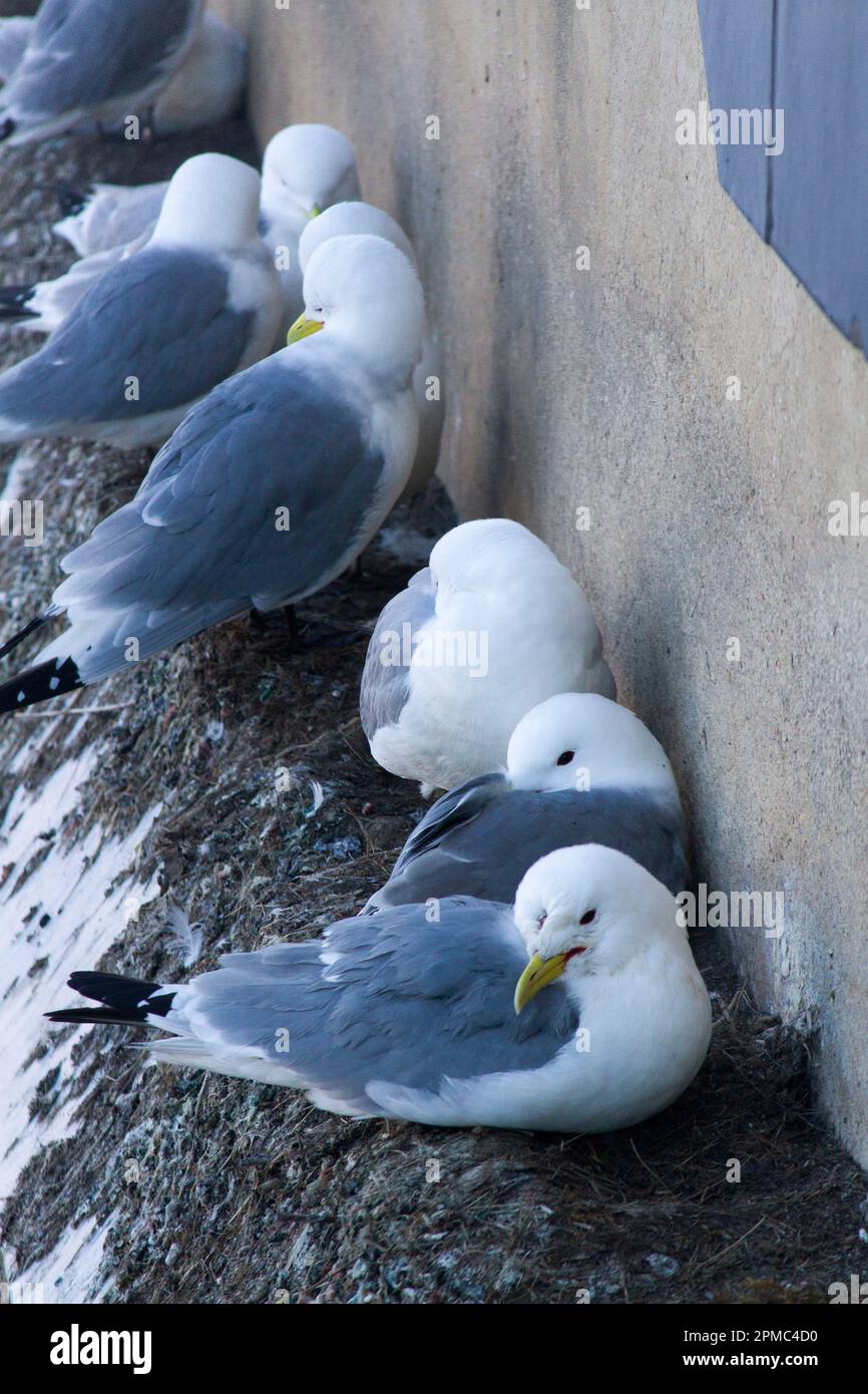 Kittiwakes nisten an der Seite der baltischen Kunstgalerie Stockfoto