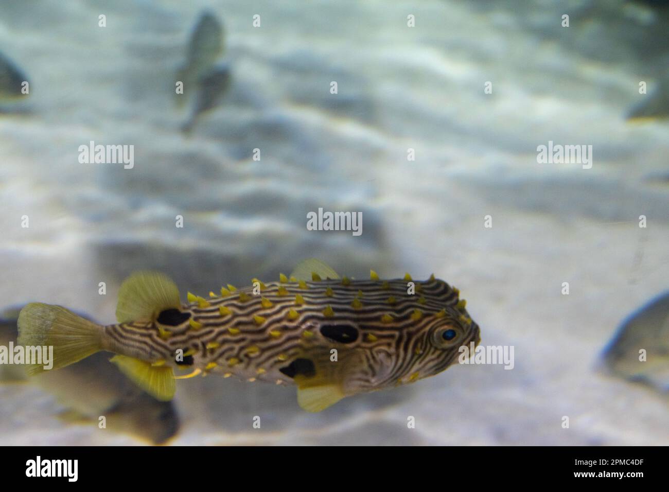 Ein Spiney Box Puffer Fish in einem weißen Sandaquarium. Stockfoto