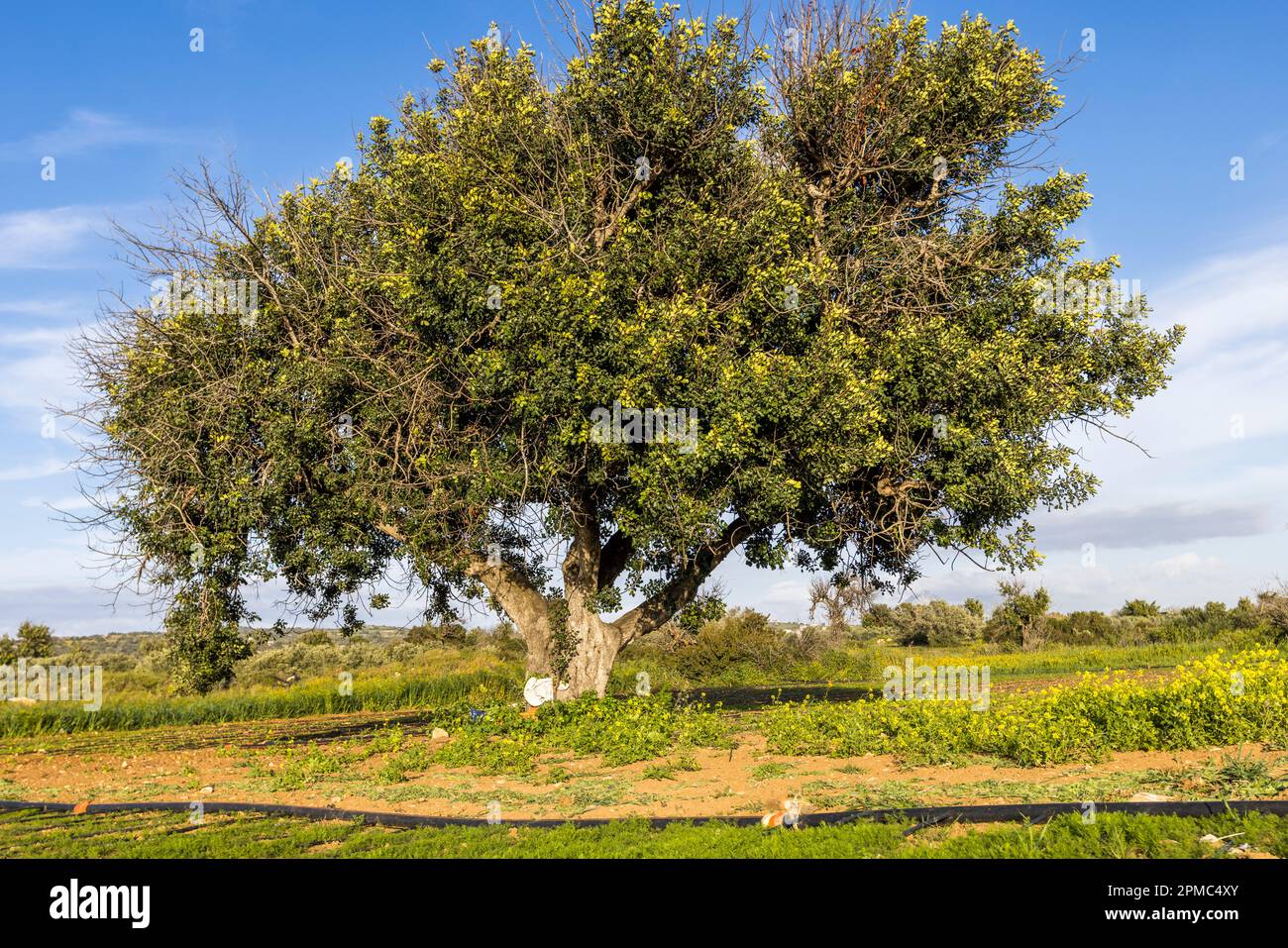 Ein ausbreitender Johannisbrotbaum (Ceratonia siliqua) mit gelblichen Blütenzweigen steht allein auf einem Feld nahe Kormakitis (Korucam), Türkische Republik Nordzypern (TRNK). Schwarze Tropfbewässerungsschläuche verlaufen über den Boden. Die Schoten dieser immergrünen Art, bekannt als das "schwarze Gold von Zypern", dienten traditionell als Tierfutter und Süßstoff. Stockfoto