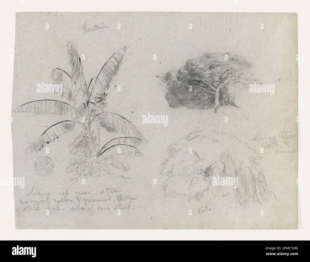 Zeichnen, Botanische Skizzen, Südamerika; Frederic Edwin Church (amerikanisch, 1826–1900); Graphit, Pinsel und oxidierter weißer Gouache auf grauem Papier; Blatt: 21,5 x 28,3 cm (8 7/16 x 11 1/8 Zoll) Stockfoto