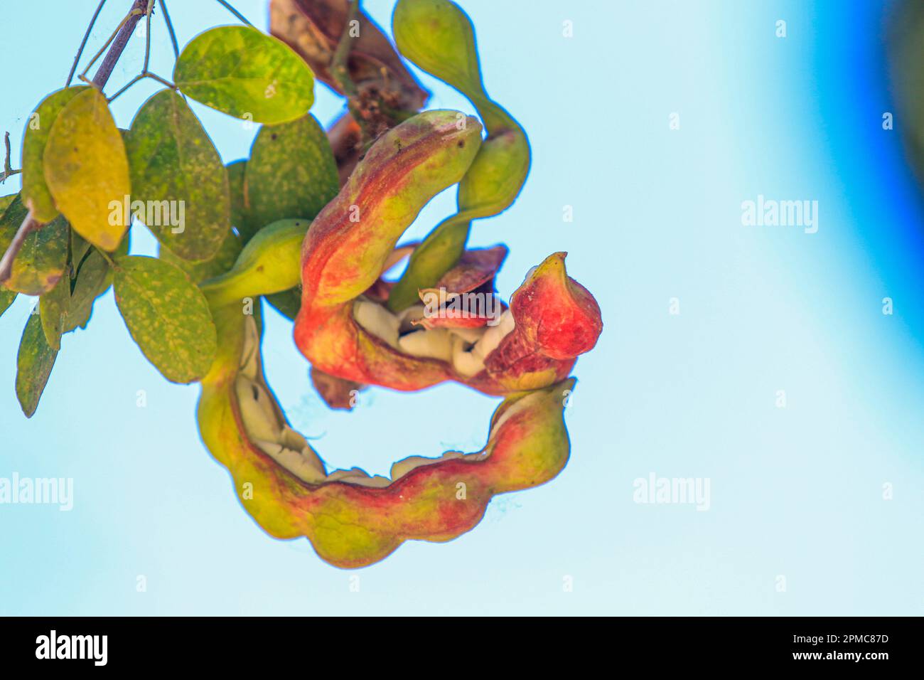 Angaben zur guamúchilFrucht oder zum Pithecellobium dulce aus dem