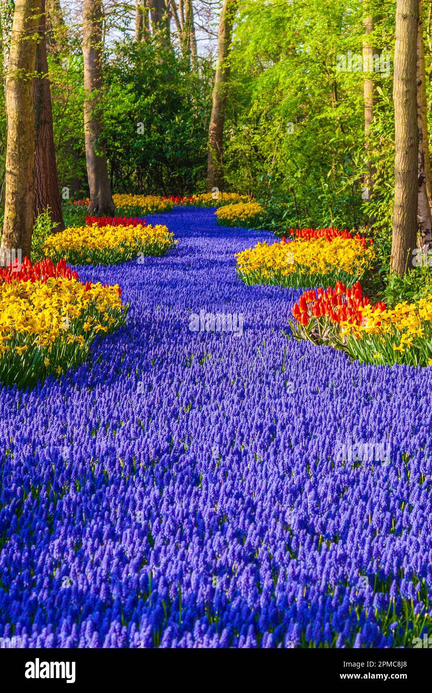 Garten Szene mit Muscari, Narzissen und Tulpen auf dem Keukenhof Gärten in South Holland in den Niederlanden. Stockfoto