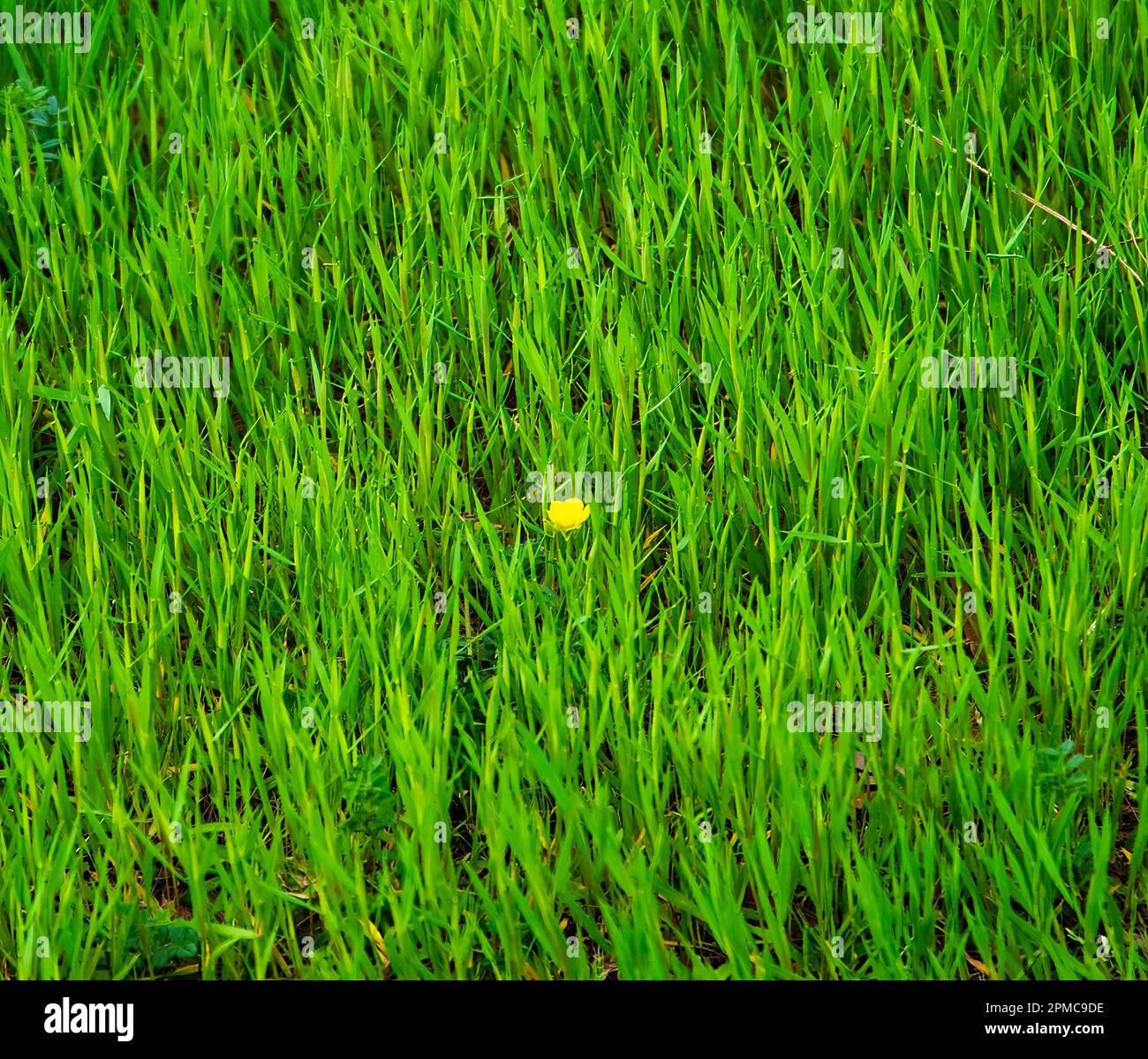 Grünes Gras wächst im Frühling, und eine kleine gelbe Blume wächst in der Mitte des Rasenhofs. Stockfoto