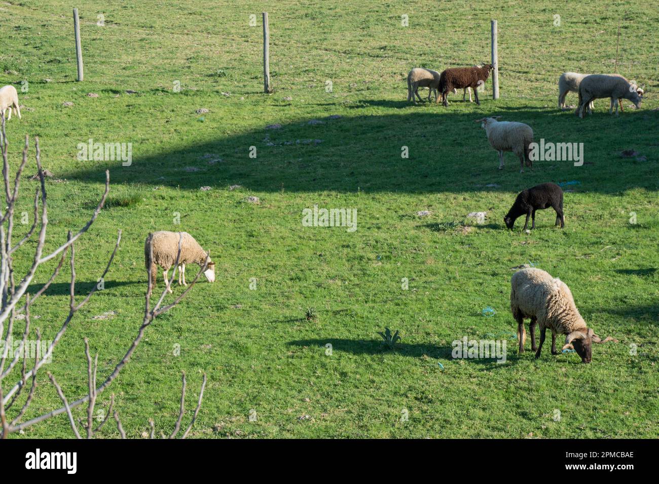Schafherde auf einem Feld. Ländliches Gebiet Portugals. Spanien Stockfoto