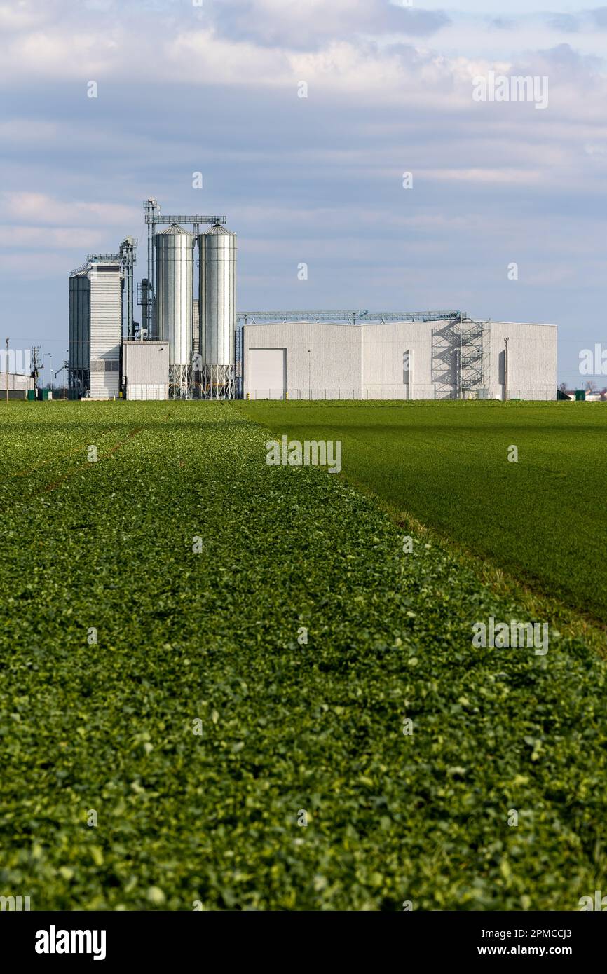 Eine Futtermittelfabrik vor dem Hintergrund grüner landwirtschaftlicher Felder. Getreidesilos neben der Verarbeitungsanlage. Foto bei sonniger Sonne Stockfoto