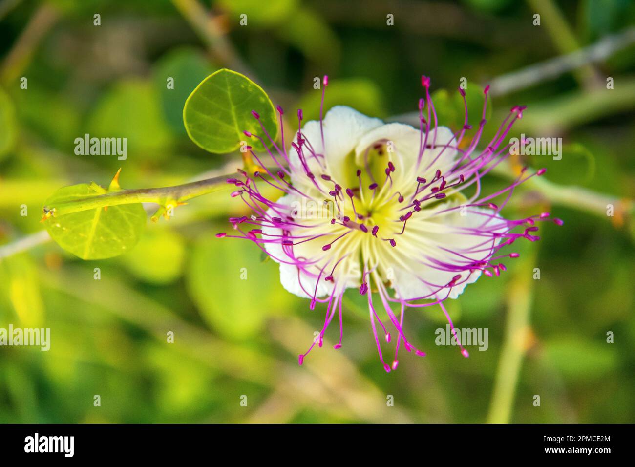 Caper Plant in atemberaubender Makrofotografie. Stockfoto