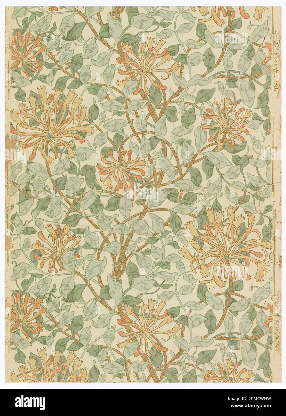 Sidewall, Honeysuckle; entworfen von May Morris (britisch, 1862–1938); hergestellt von Morris & Co (Großbritannien); England; Blockpapier; 92 x 56,5 cm (36 1/4 x 22 1/4 Zoll) Stockfoto