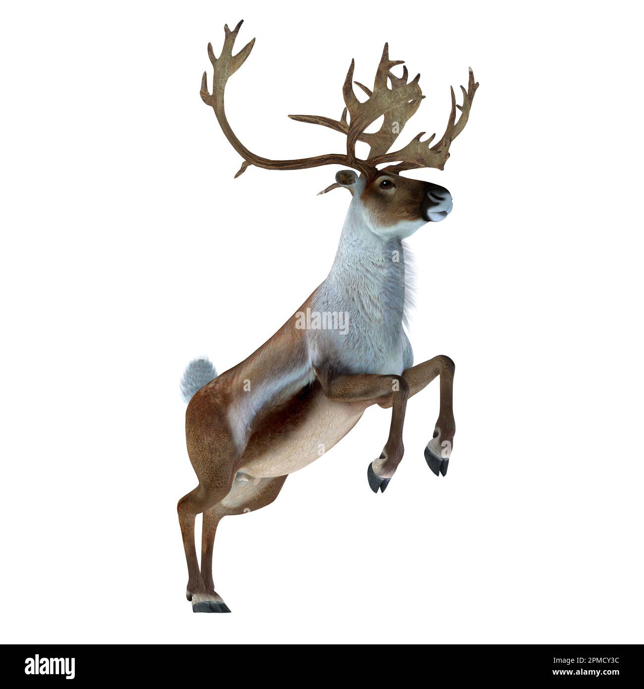 Die Caribou-Rentiere, auch Rentier genannt, leben in den nördlichen Regionen Europas, Sibiriens und Nordamerikas. Stockfoto