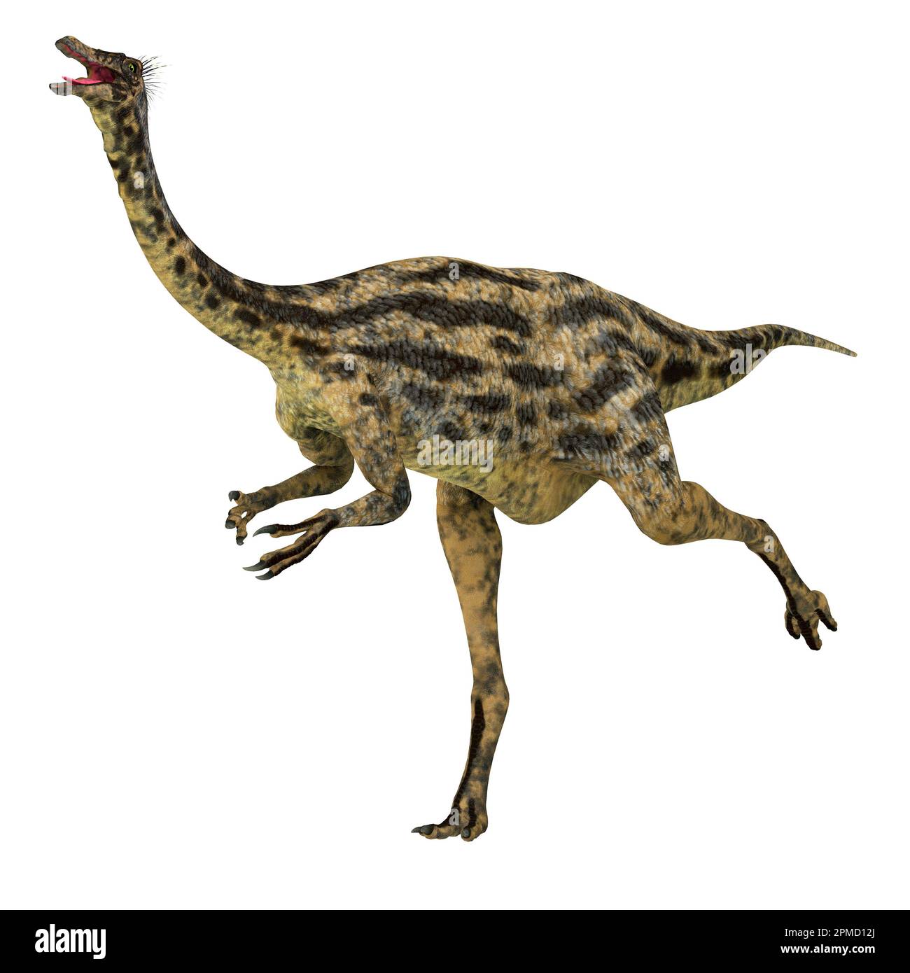 Gallimimus war ein Allesfresser theropode Saurier, die in der Mongolei während der Kreidezeit lebten. Stockfoto