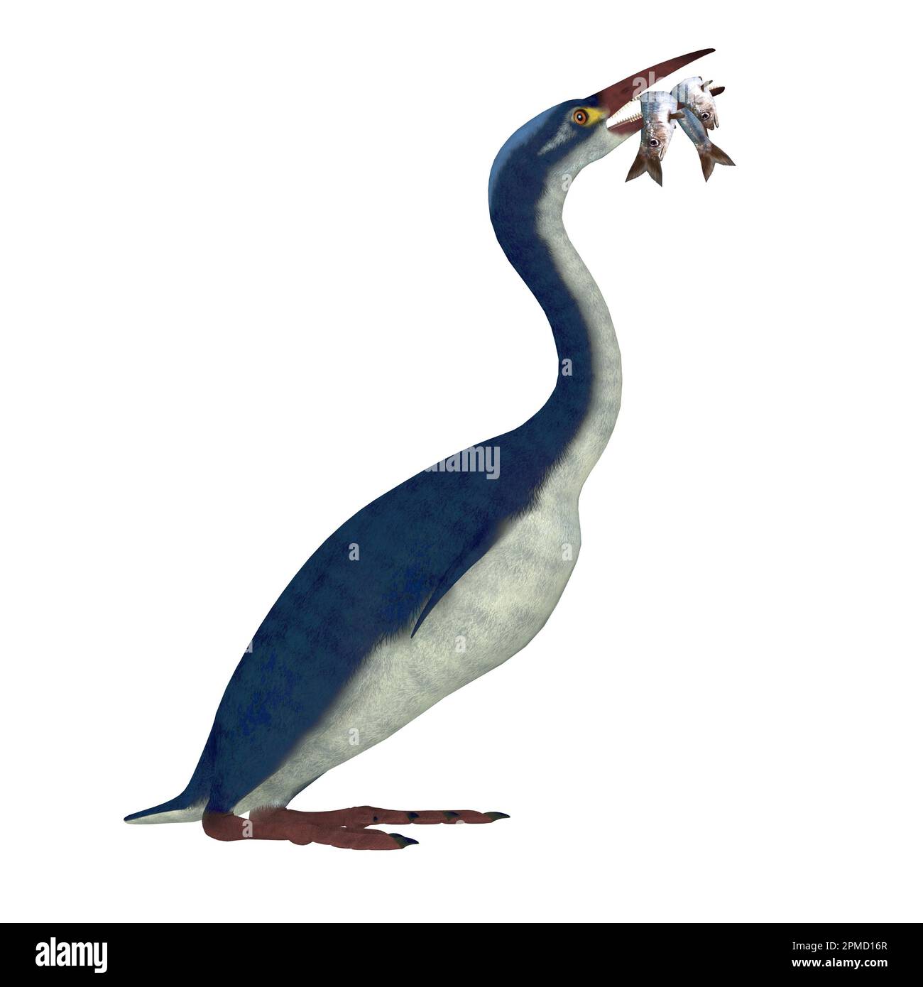 Hesperornis ist eine Gattung der flugunfähigen Wasservögeln, die in der Kreidezeit lebte. Stockfoto